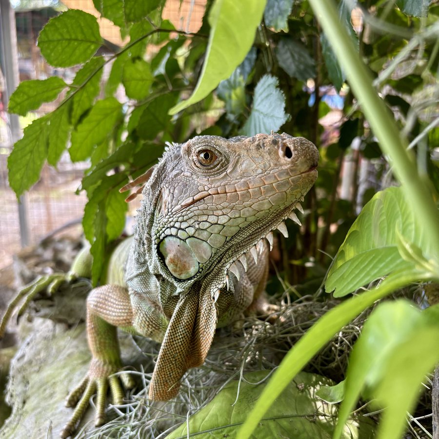 Iguana among tropical foliage