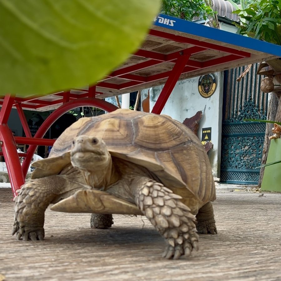 Turbo the tortoise roaming the garden